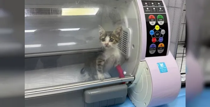 Bandırma'da şiddet gören kedi tedaviye alındı