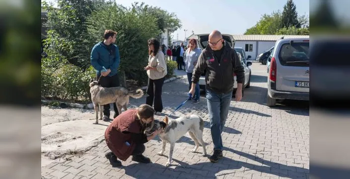 Bornova'da 83 can dostu yeni sahipleriyle buluştu