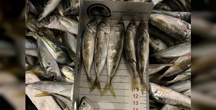 Bursa'da balık halinde denetim: 13 kasa ürüne el konuldu