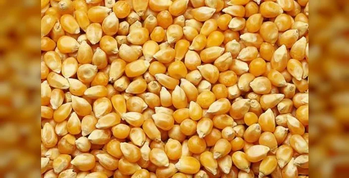 Dalaman'da 1.400 ton dane mısır açık artırmaya sunulacak