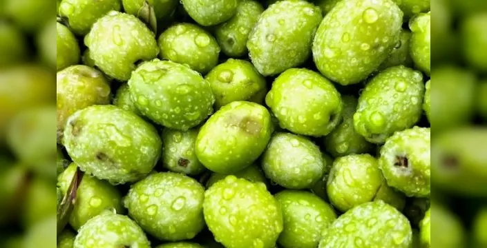Dorlion zeytinyağında erken hasat süreci tamamlandı