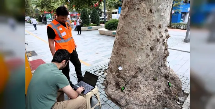 Kocaeli'de anıt ağaçlar için tomografi incelemesi yapılıyor