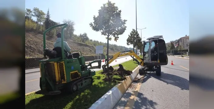 Sakarya'da tramvay hattı için ağaçlar taşınıyor